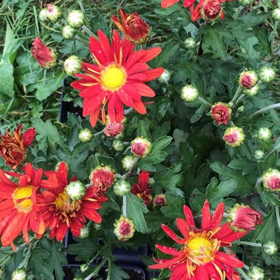 Picture of Red Daisy Perennial Mum Plant