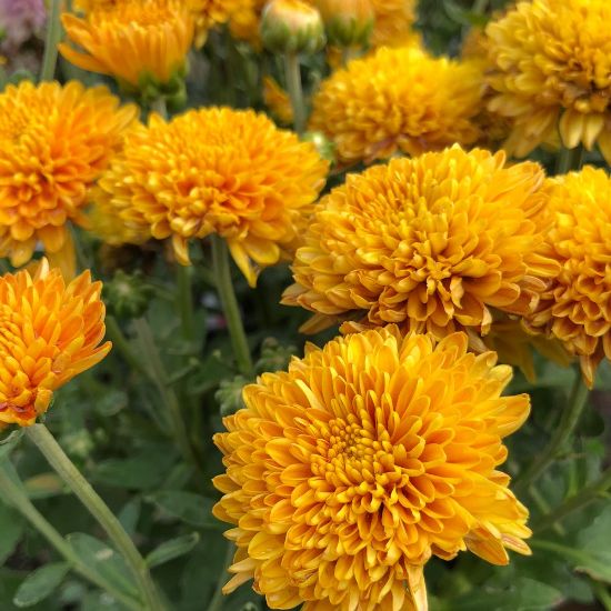 Picture of Zonta Perennial Mum Plant