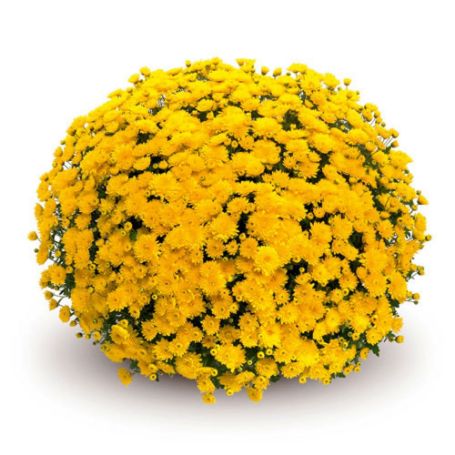 Picture of Belgian Mum® Sinelli Yellow Plant