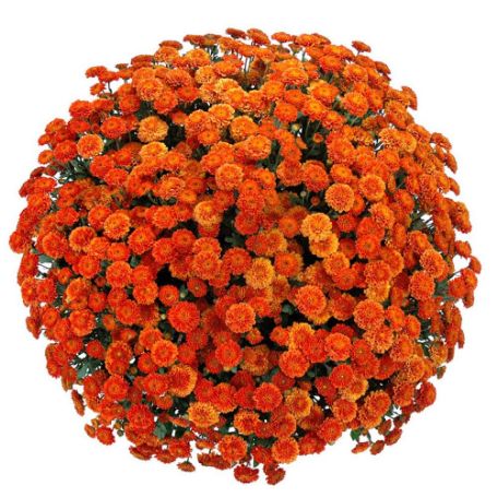 Picture of Belgian Mum® Izola Orange Plant