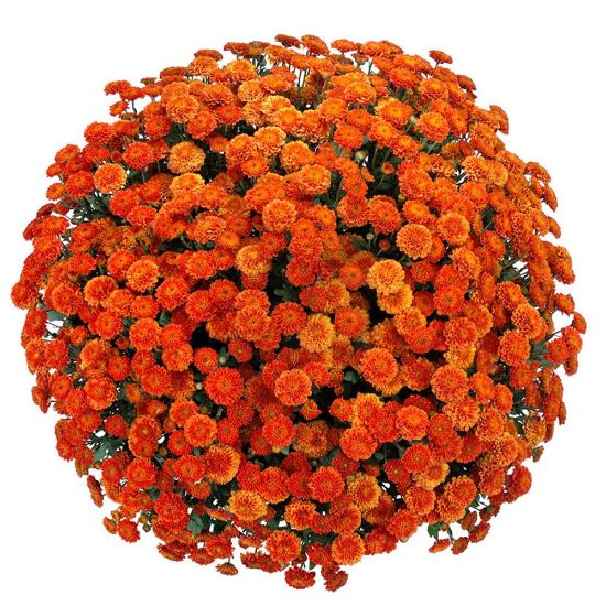 Picture of Belgian Mum® Izola Orange Plant