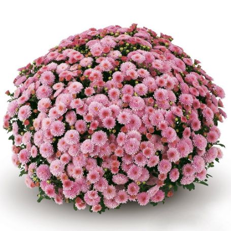 Picture of Belgian Mum® Destino Pink Plant