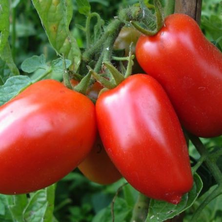Picture of Super Italian Paste Tomato Plant