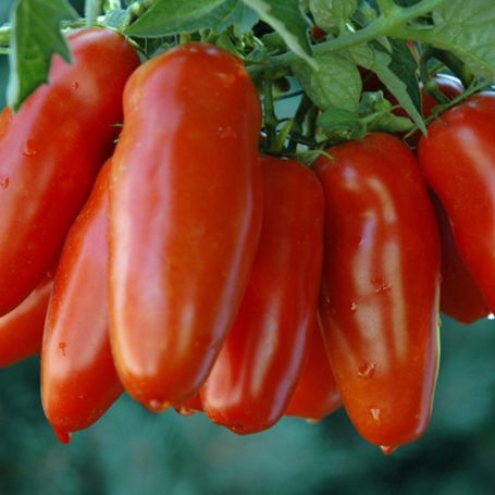 Picture of San Marzano Tomato Plant