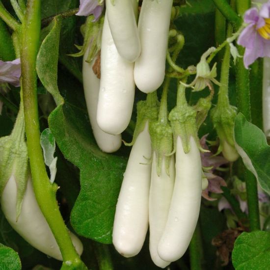 Picture of Gretel Eggplant Plant