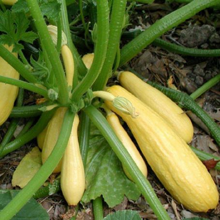 Picture of Early Summer Golden Yellow Crookneck Squash Plant
