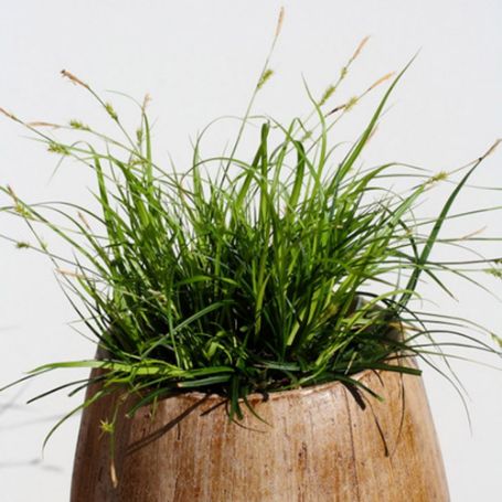 Picture of EverColor® Everdi Carex Grass Plant