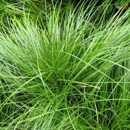 Picture of Pensylvanica Carex Grass Plant