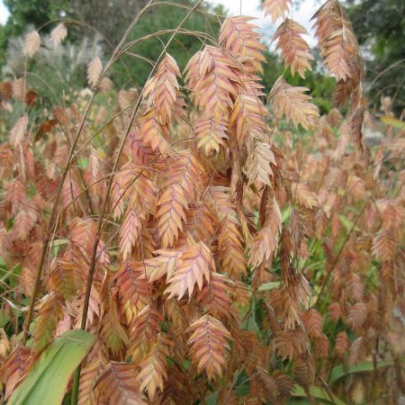 Picture of Chasmanthium Latifolium Grass Plant