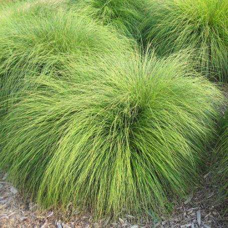 Picture of Sporobolus Heterolepis Grass Plant
