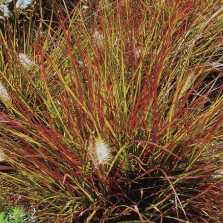 Picture of Burgundy Bunny Pennisetum Grass Plant