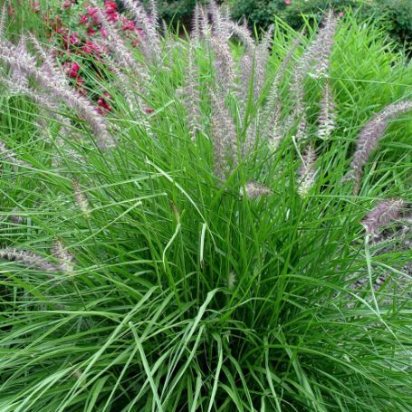 Picture of Karley Rose Oriental Pennisetum Grass Plant