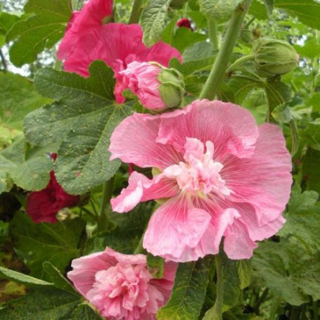 Picture of Summer Carnival Alcea Plant