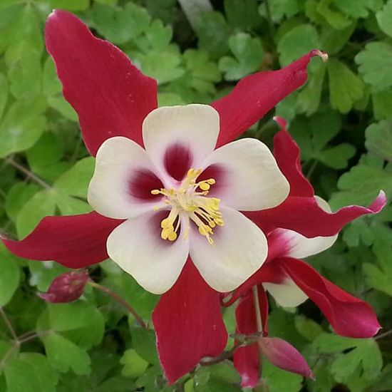 Picture of Crimson Star Aquilegia Plant