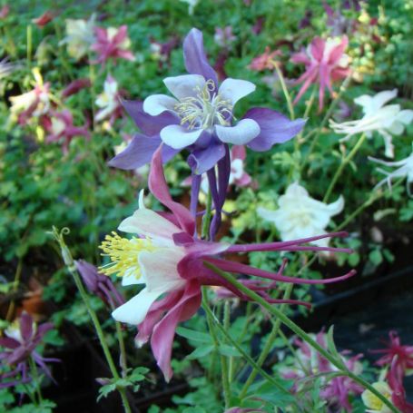 Picture of Dragonfly Hybrids Aquilegia Plant
