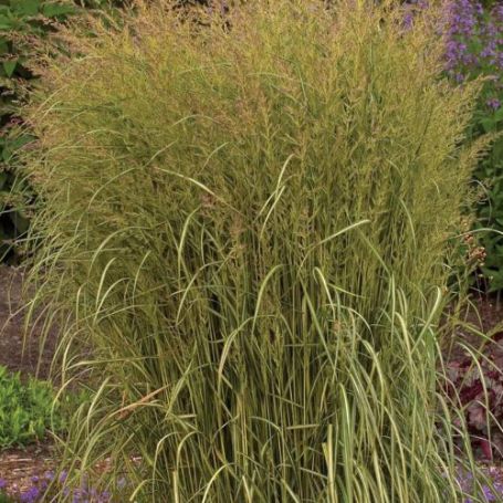 Picture of Eldorado Calamagrostis Grass Plant