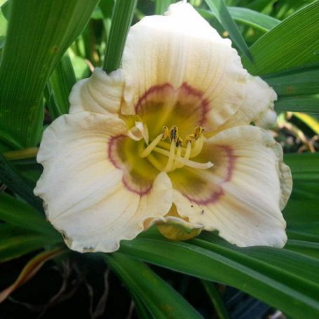 Picture of All American Baby Hemerocallis Plant