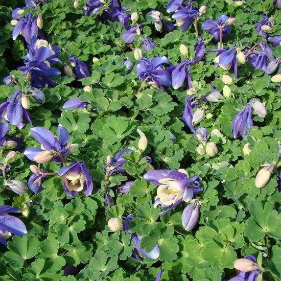 Picture of Cameo Blue and White Aquilegia Plant