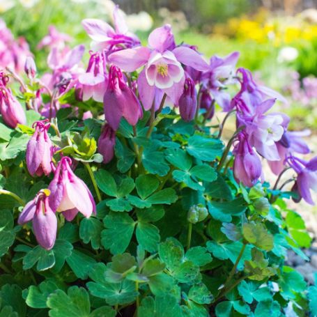 Picture of Cameo Pink and White Aquilegia Plant