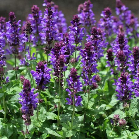 Picture of Blue Marvel Salvia Plant