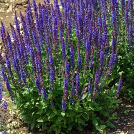Picture of Blue Queen Salvia Plant