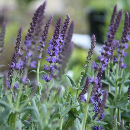 Picture of Lyrical Blues Salvia Plant