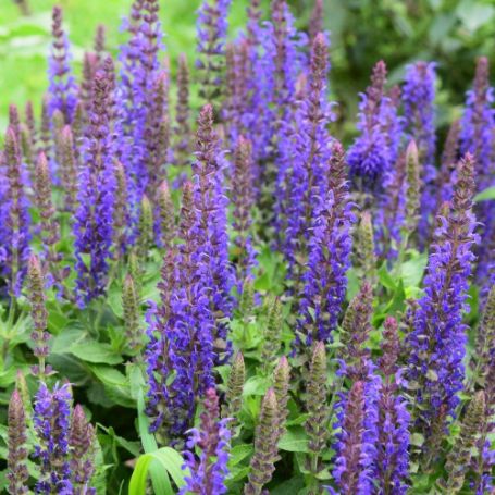 Picture of New Dimension Blue Salvia Plant