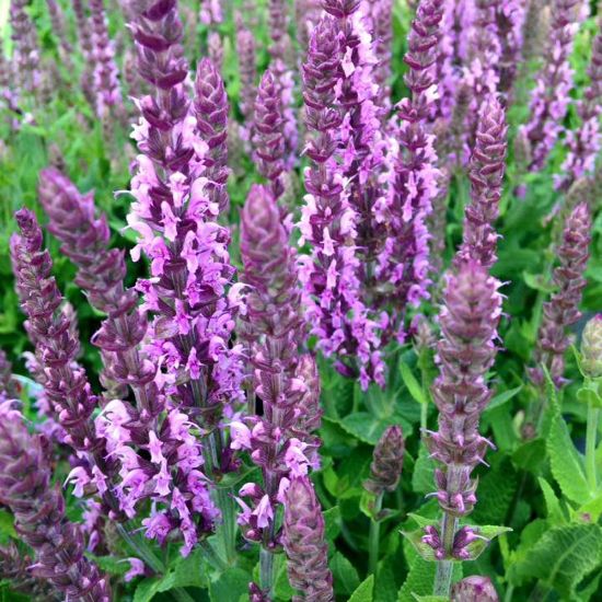 Picture of New Dimension Rose Salvia Plant