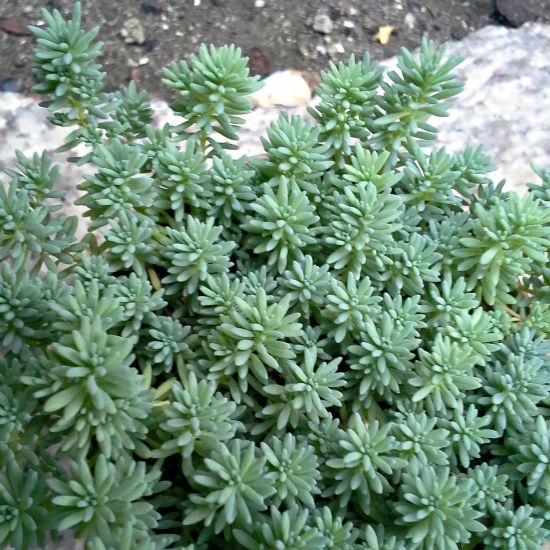 Picture of Tiny Urchin Sedum Plant