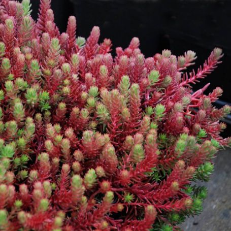 Picture of Red Wiggle Sedum Plant