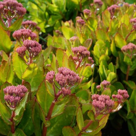 Picture of Party Hardy Birthday Party Sedum Plant