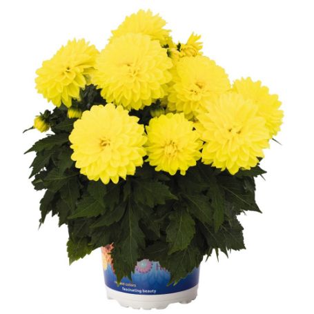 Picture of Dahlinova Hypnotica® Yellow Dahlia Plant