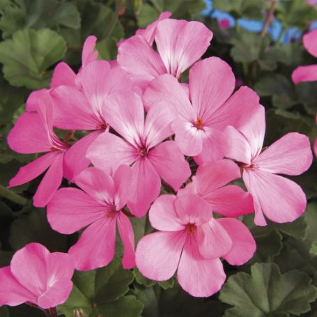 Picture of Caliente® Pink Geranium Plant