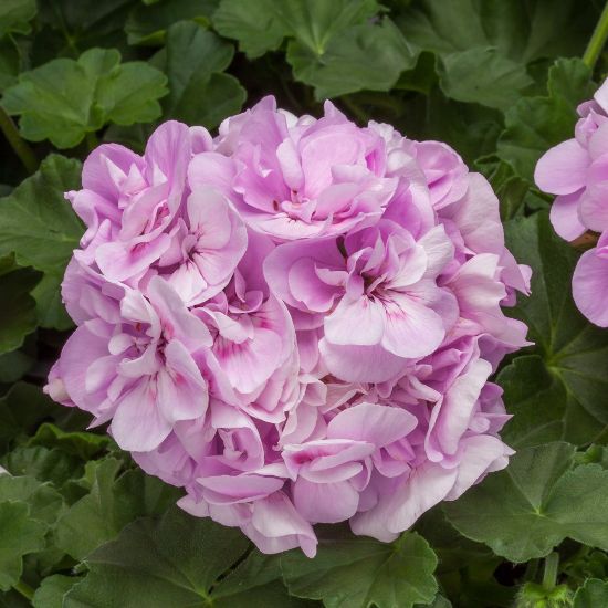 Picture of BOLDLY® Lavender Rose Geranium Plant