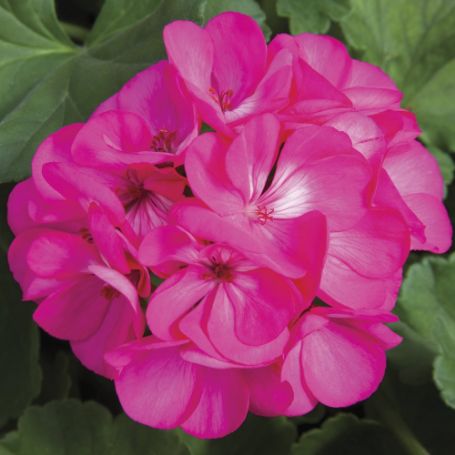 Picture of Rocky Mountain™ Deep Rose Geranium Plant
