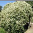 Picture of Sweet Autumn Paniculata Clematis Plant