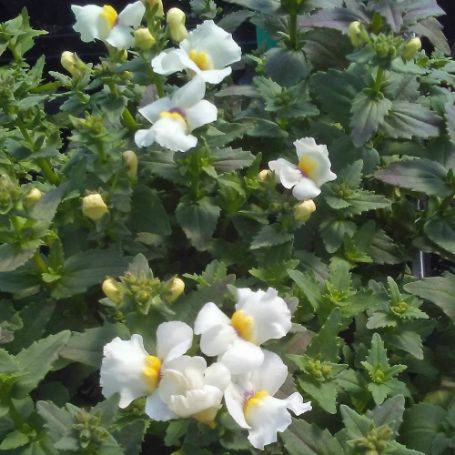 Picture of Giant Snowflake Bacopa Plant