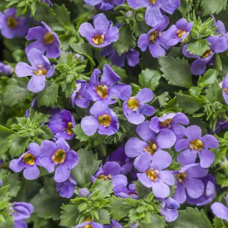 Picture of Blue Improved Snowstorm Bacopa Plant