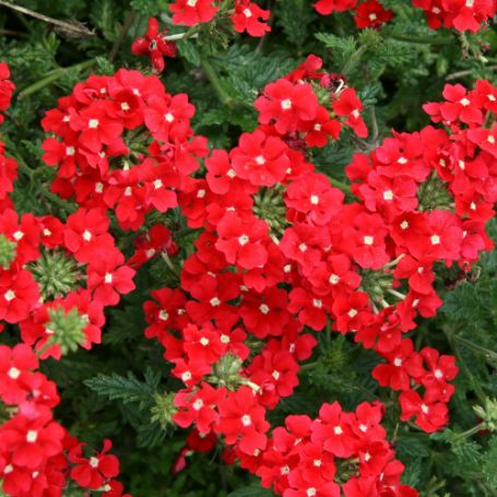 Picture of Tukana® Scarlet Verbena Plant