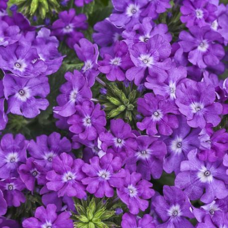 Picture of Superbena® Violet Ice Verbena Plant