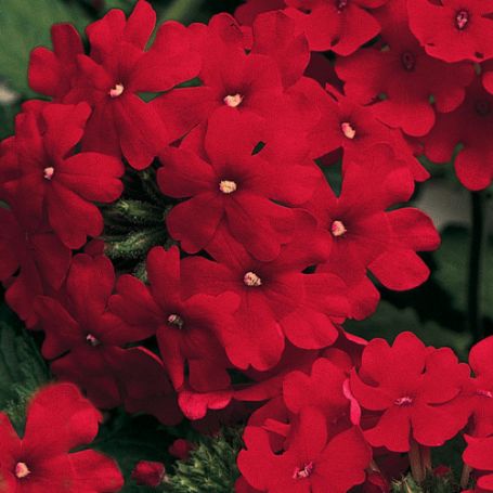 Picture of Lanai® Red Verbena Plant