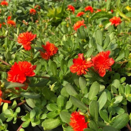 Picture of Colorblast Double Scarlet Portulaca Plant