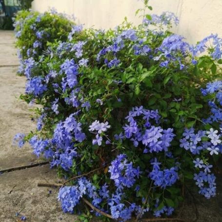 Picture of Imperial Blue Plumbago