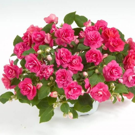 Picture of Musica™ Pink Energy Double Impatiens Plant