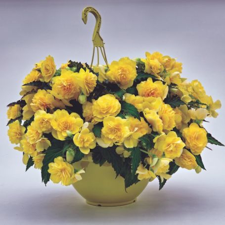 Picture of Nonstop® Joy Yellow Begonia Plant