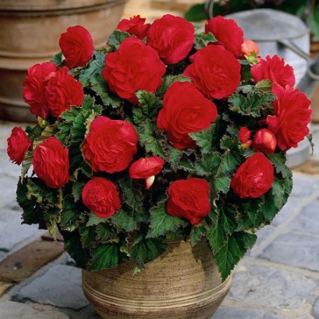 Picture of Nonstop® Red Begonia Plant