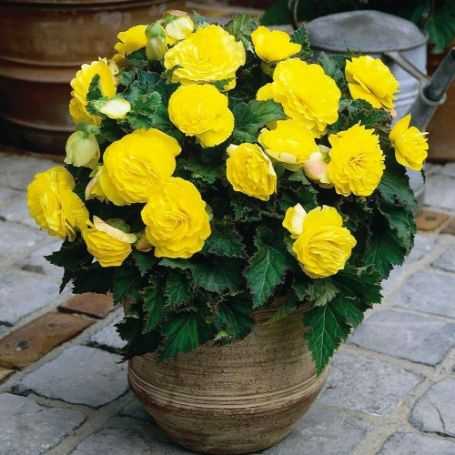 Picture of Nonstop® Yellow Begonia Plant