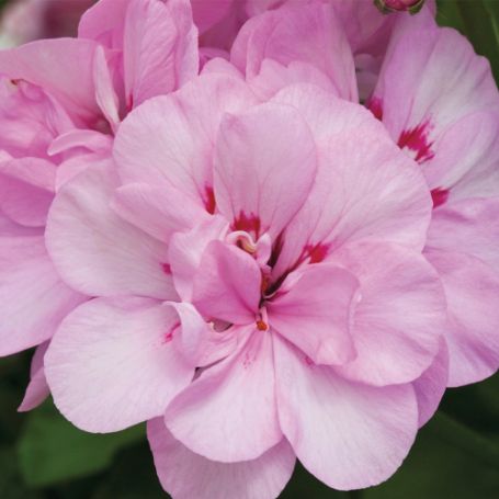 Picture of Contessa™ Pink Geranium Plant