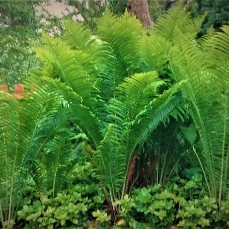 Picture of Ostrich The King Athyrium Plant
