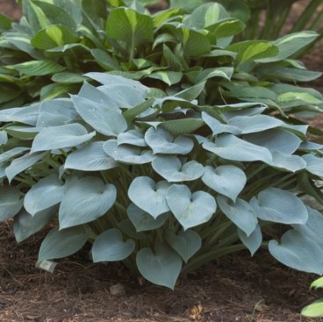 Picture of Halcyon Hosta Plant